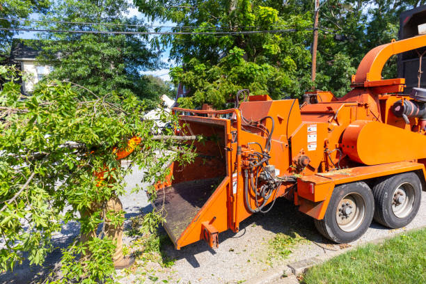 Tree Removal for Businesses in Smoke Rise, AL